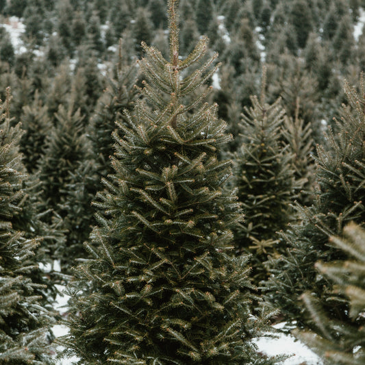 Dennenbos sfeerbeeld passend bij Original Pine geurkaars met frisse bosgeur