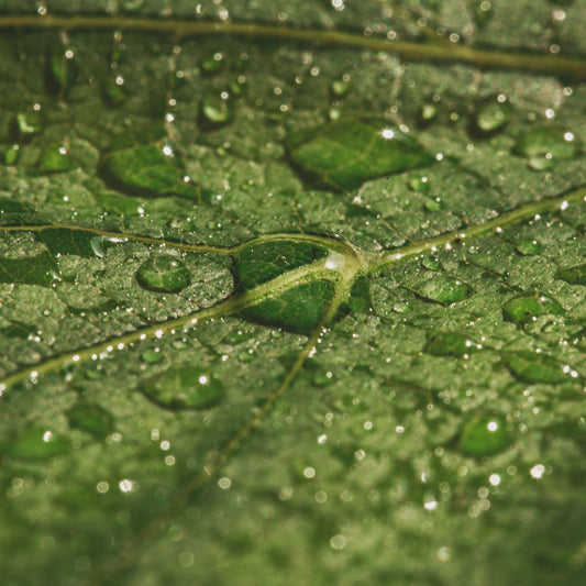 Nat bos na regen met frisse sfeer passend bij After the Rain geurkaars