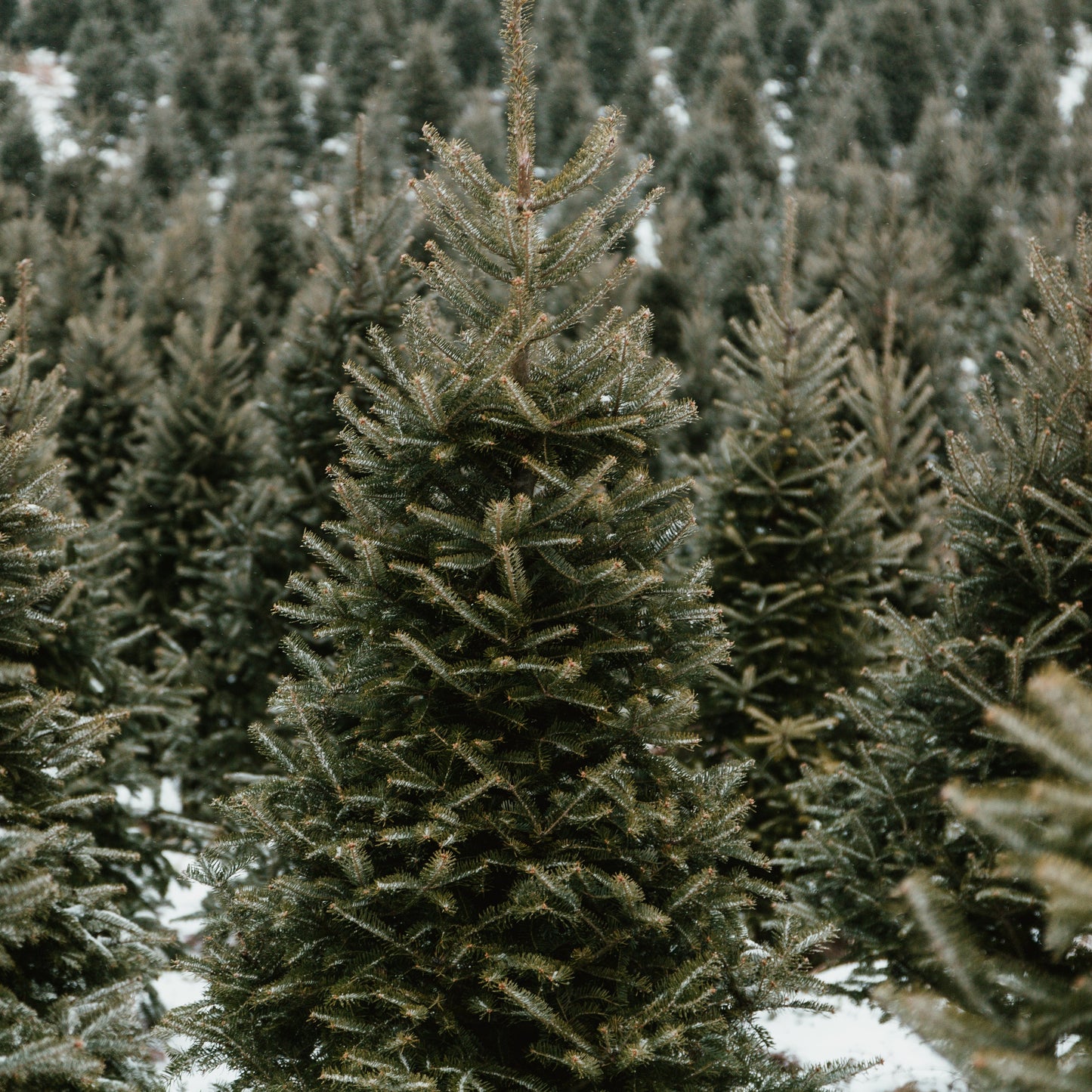 Dennenbos sfeerbeeld passend bij Original Pine geurkaars met frisse bosgeur