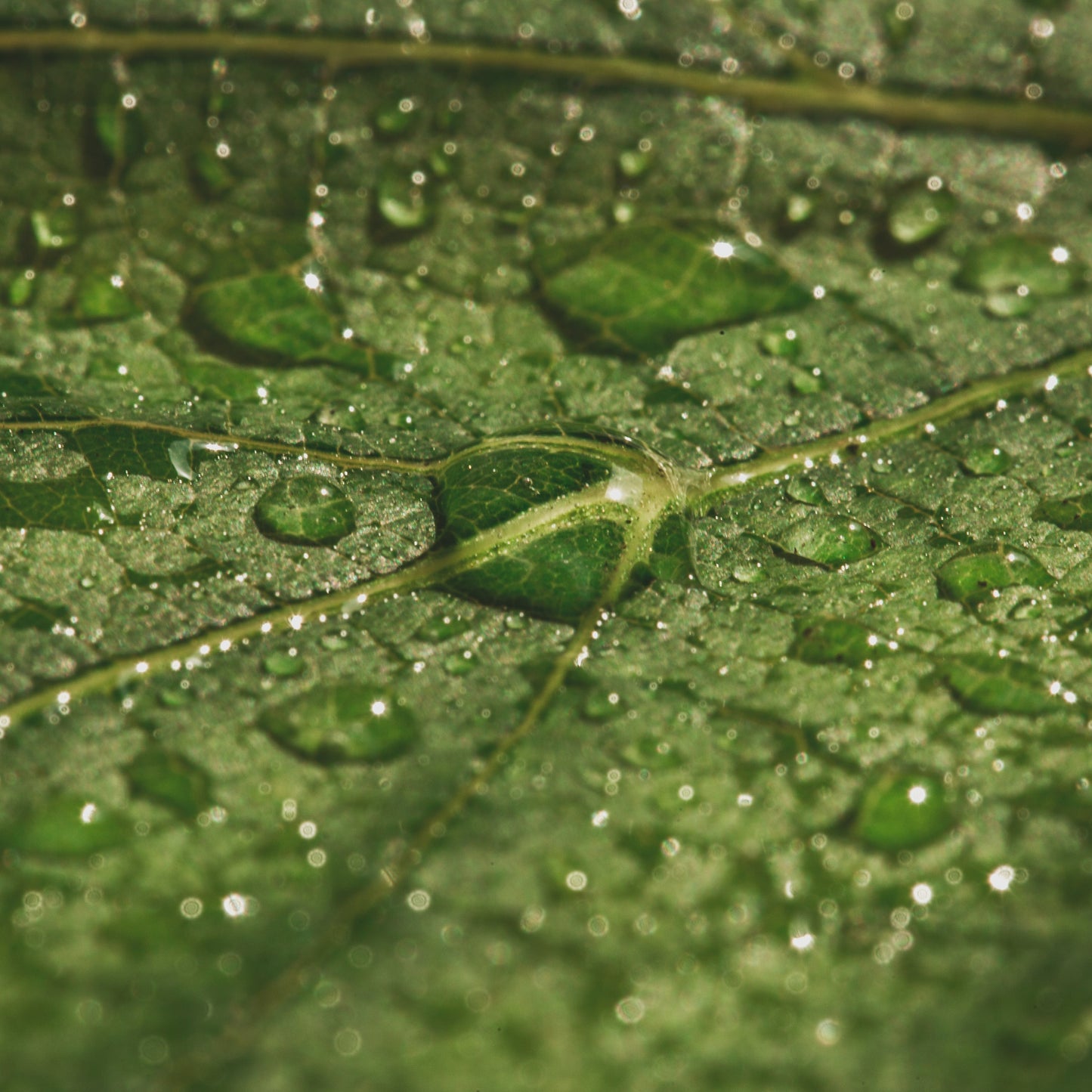 Nat bos na regen met frisse sfeer passend bij After the Rain geurkaars