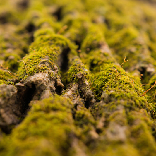 Bosgrond met mos en natuurlijke elementen passend bij Forest Moss geurkaars